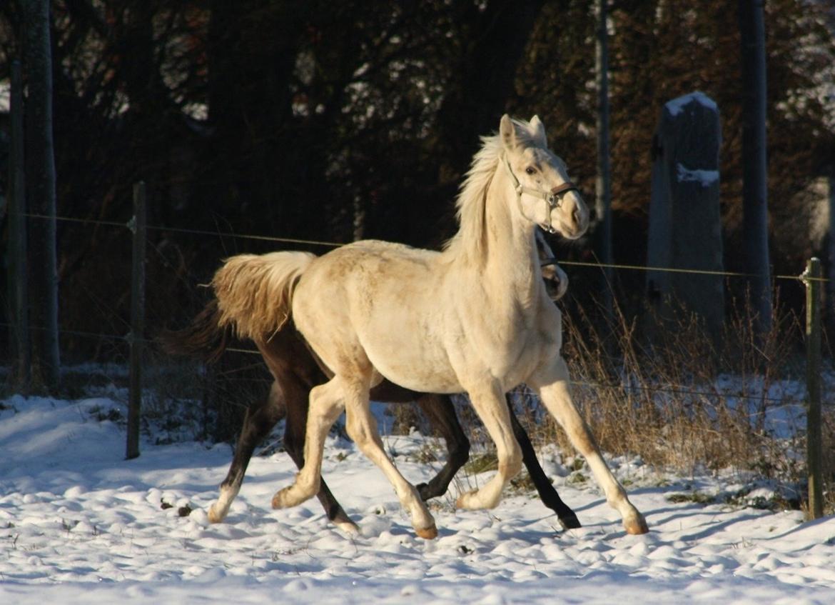 Palomino MiTho`s Diablo Blanco billede 21