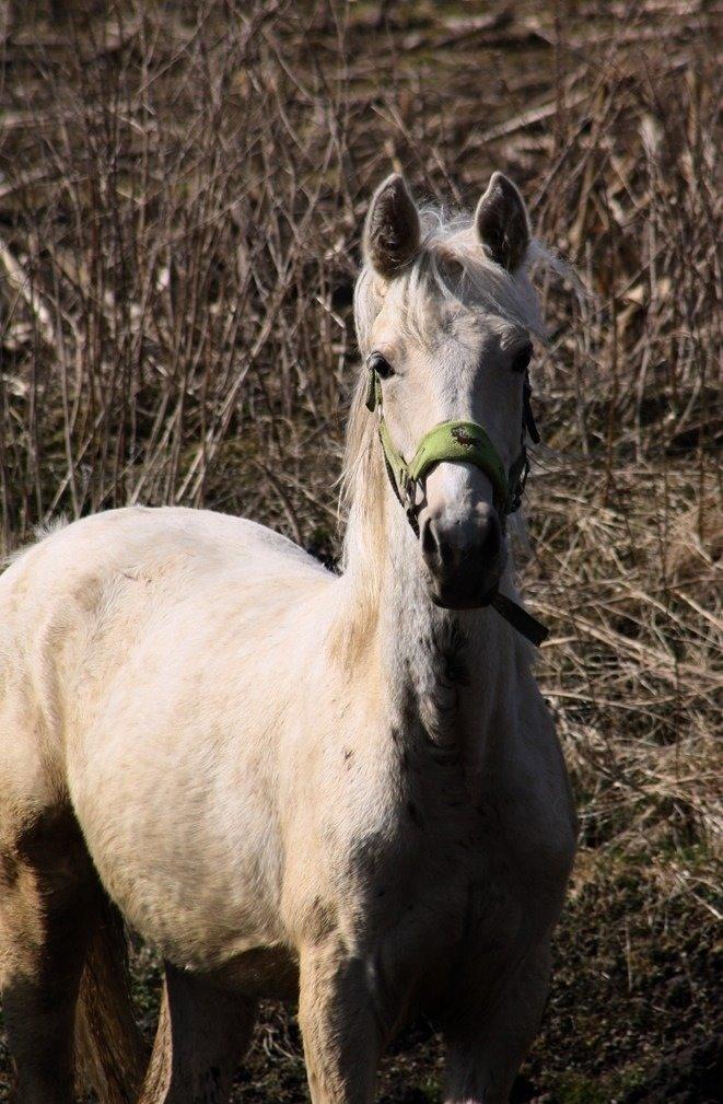 Palomino MiTho`s Diablo Blanco billede 22