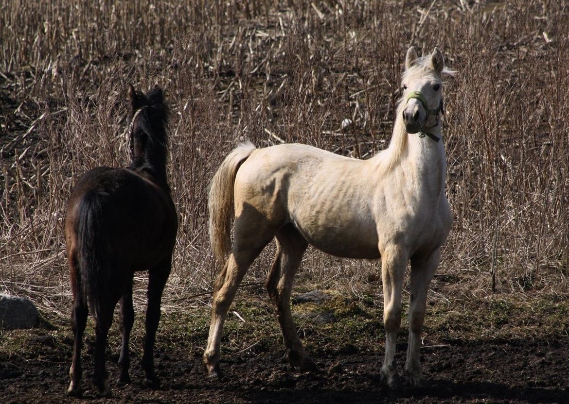 Palomino MiTho`s Diablo Blanco billede 23