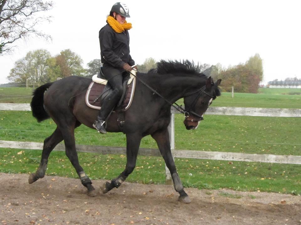 Polsk Varmblod Mikador - Træning d. 26/10-13 <3 billede 20