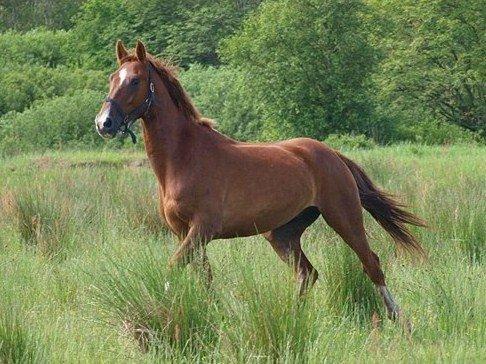 Hollandsk Varmblod Red Alert (basse) billede 3