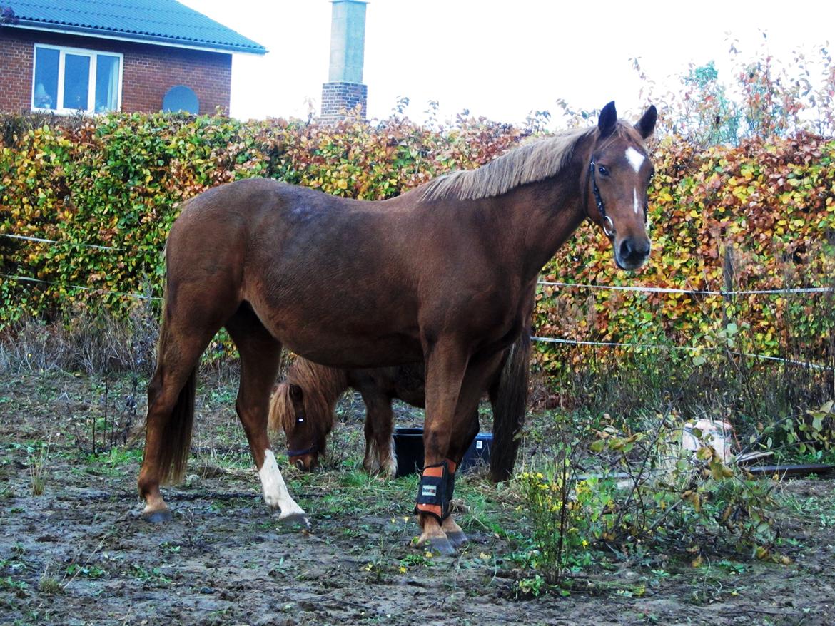 Anden særlig race Queen billede 9