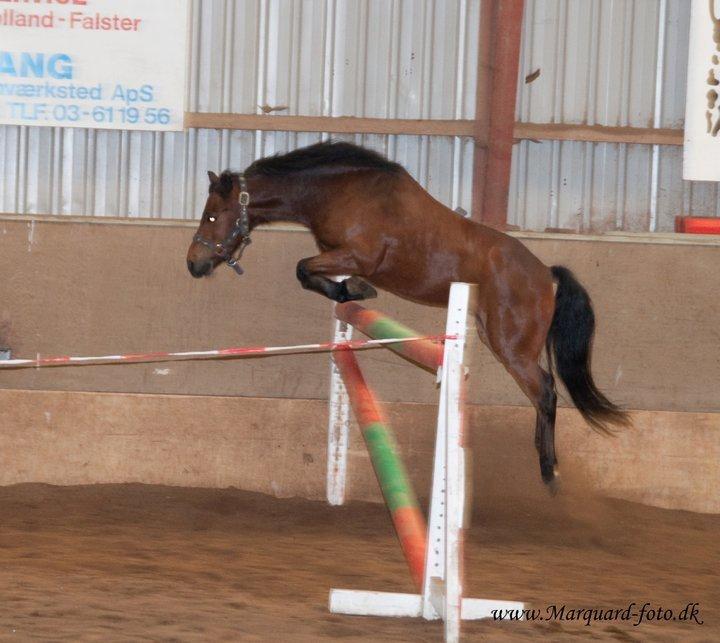 Dartmoor Hr. Karlsson billede 6