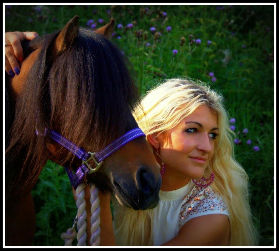 Shetlænder Sir Gosh billede 1