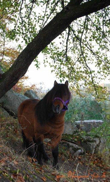 Shetlænder Sir Gosh billede 2