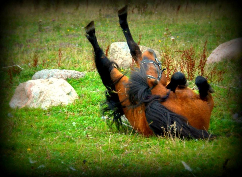 Shetlænder Sir Gosh billede 3