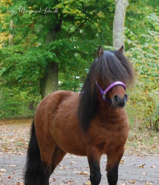 Shetlænder Sir Gosh billede 4