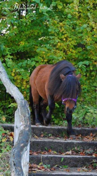 Shetlænder Sir Gosh billede 5