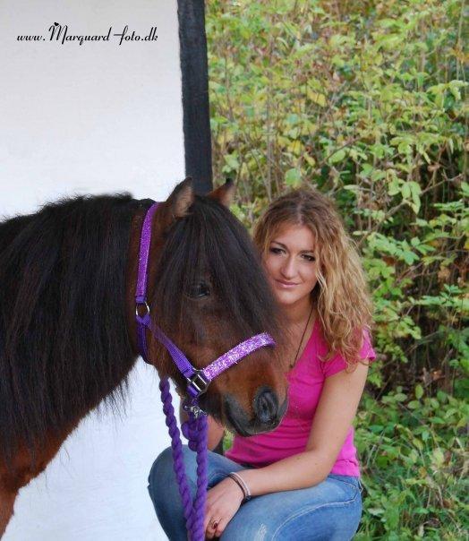 Shetlænder Sir Gosh billede 6