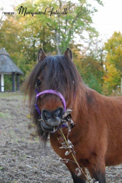 Shetlænder Sir Gosh billede 7