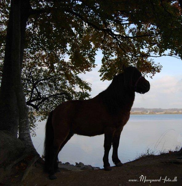 Shetlænder Sir Gosh billede 8