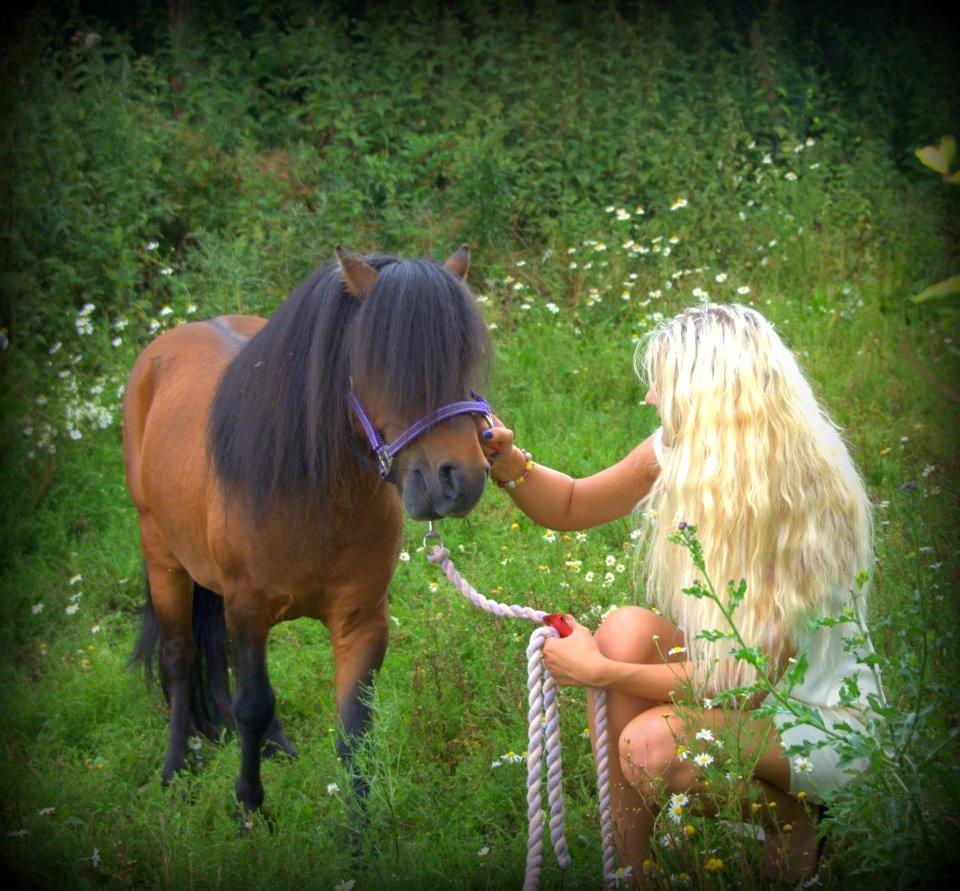 Shetlænder Sir Gosh billede 9