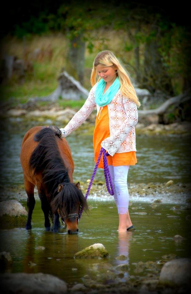 Shetlænder Sir Gosh billede 10