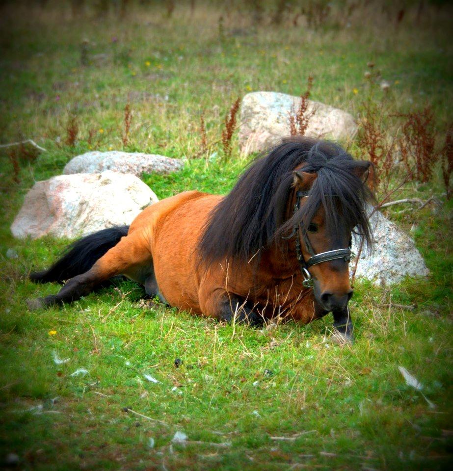 Shetlænder Sir Gosh billede 11