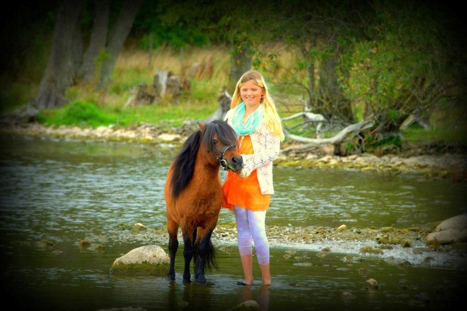 Shetlænder Sir Gosh billede 12