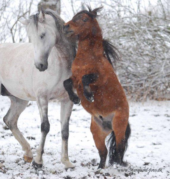 Shetlænder Sir Gosh billede 13