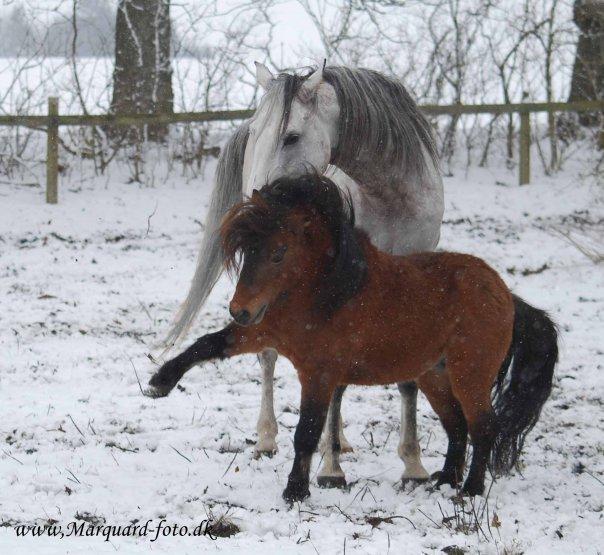 Shetlænder Sir Gosh billede 14
