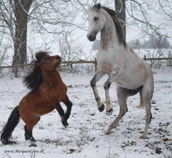 Shetlænder Sir Gosh billede 15