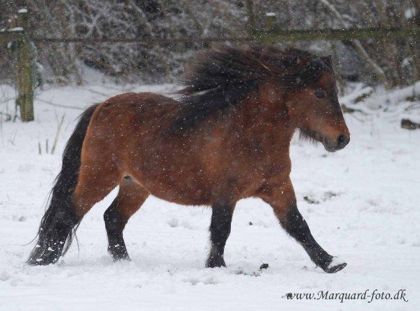 Shetlænder Sir Gosh billede 16