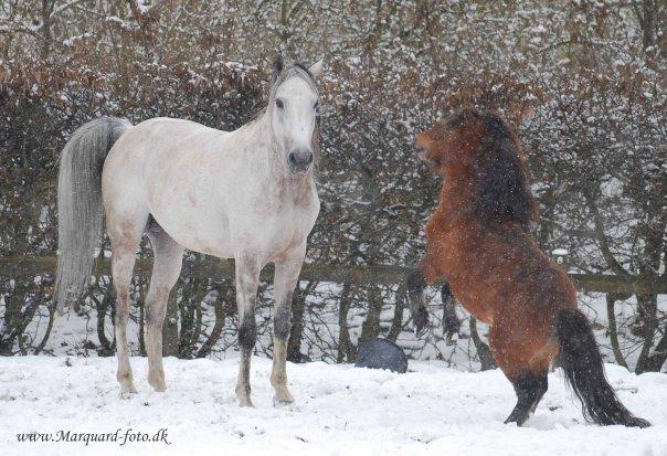 Shetlænder Sir Gosh billede 17