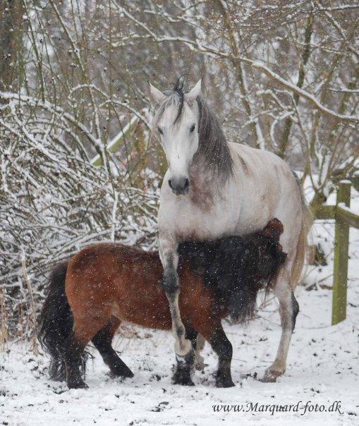 Shetlænder Sir Gosh billede 18