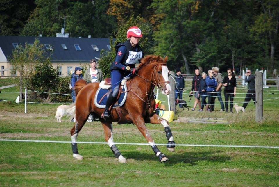 DSP Søborggårds Tippo*B-pony - nordisk mesterskab 2013  billede 10