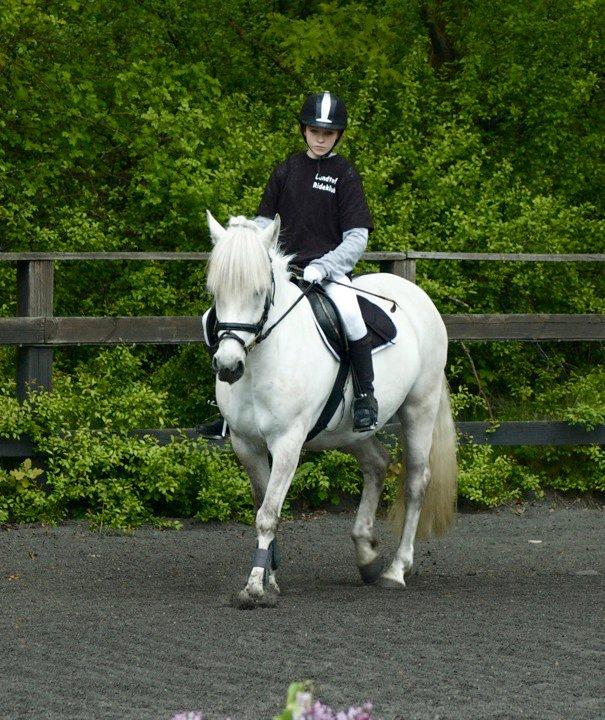 Anden særlig race Zafir (rideskolepony) billede 10