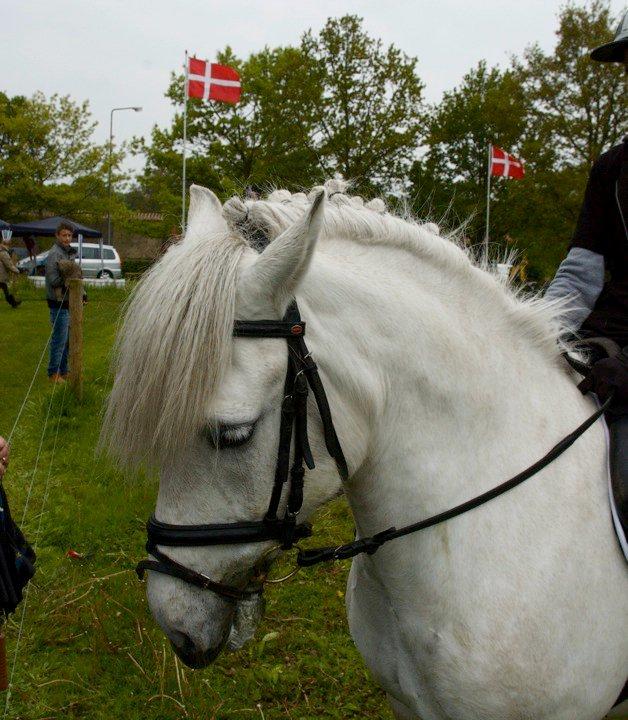 Anden særlig race Zafir (rideskolepony) billede 11