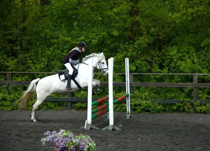 Anden særlig race Zafir (rideskolepony) billede 12