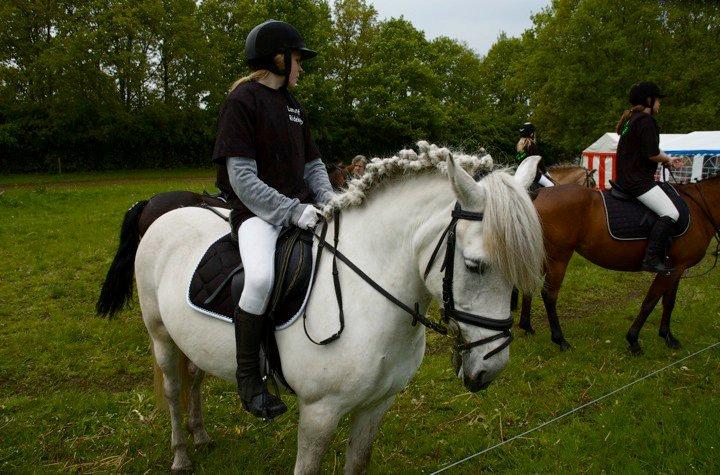 Anden særlig race Zafir (rideskolepony) billede 13