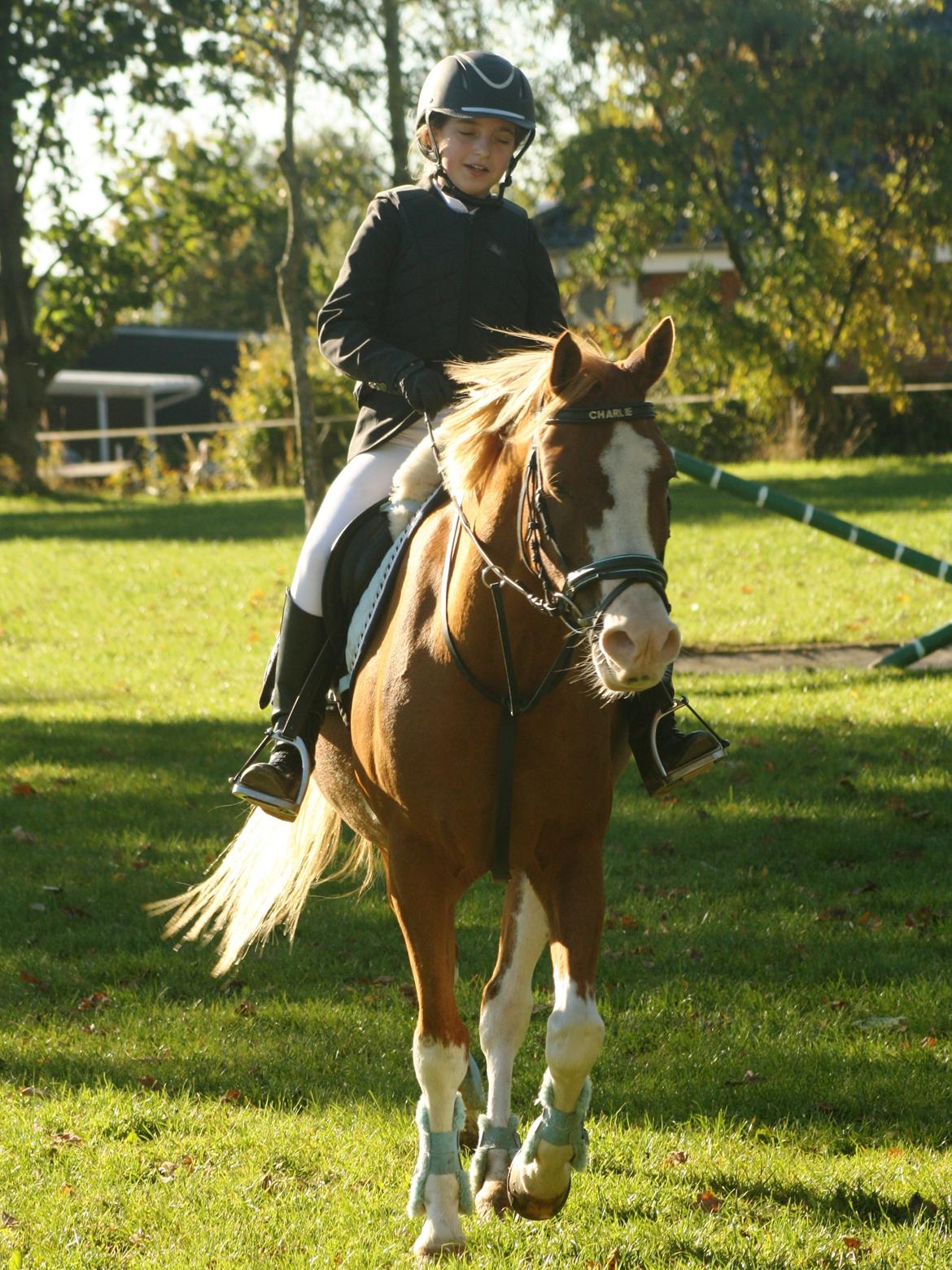 Hollandsk Sportspony Patser. men bare kaldet: Charlie billede 3