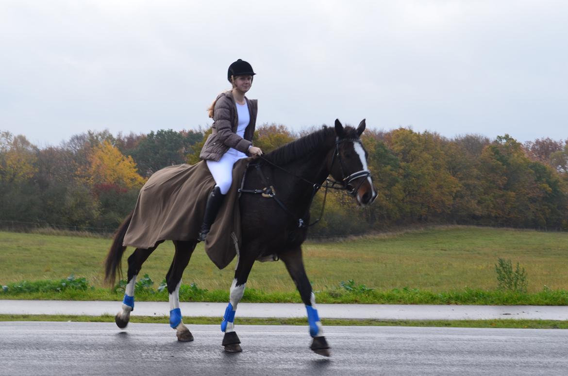 Dansk Varmblod Lucilla-HØM "SOLGT" billede 4