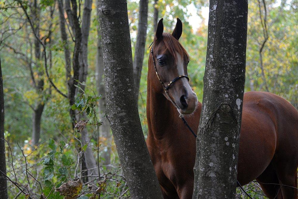 Arabisk fuldblod (OX) Itaya El Shaklan - 12 Oktober 2013. Min smukke og gravide 3½ års dame efterhånden. billede 20