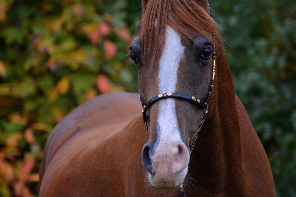 Arabisk fuldblod (OX) Itaya El Shaklan - 12 Oktober 2013. Min smukke og gravide 3½ års dame efterhånden. billede 42