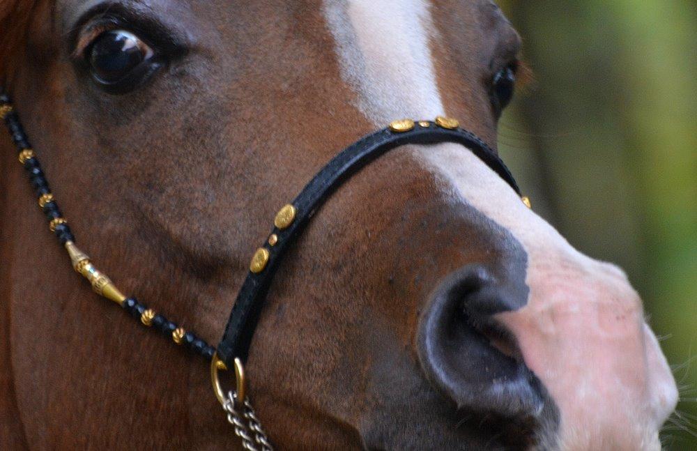 Arabisk fuldblod (OX) Itaya El Shaklan - 12 Oktober 2013. Min smukke og gravide 3½ års dame efterhånden. billede 26