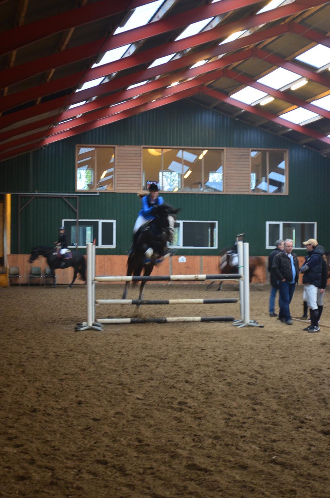 Dansk Varmblod Lucilla-HØM "SOLGT" - HIS, opvarmning. billede 9