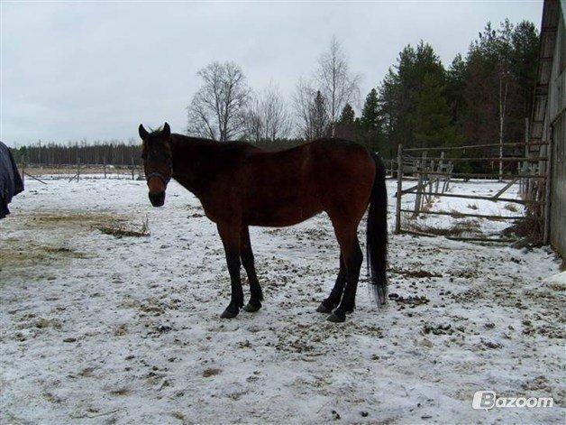 Traver V.G. Ben Shalou - I sneen <3 billede 5