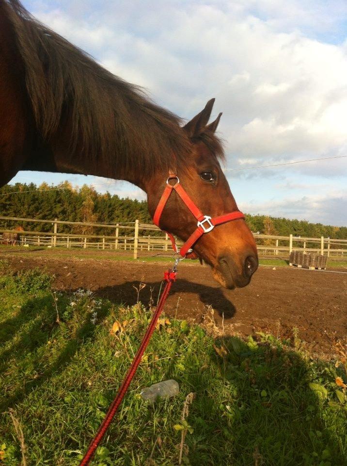 Traver V.G. Ben Shalou - Velkommen til Ben Shalou's galleri! <3 billede 1