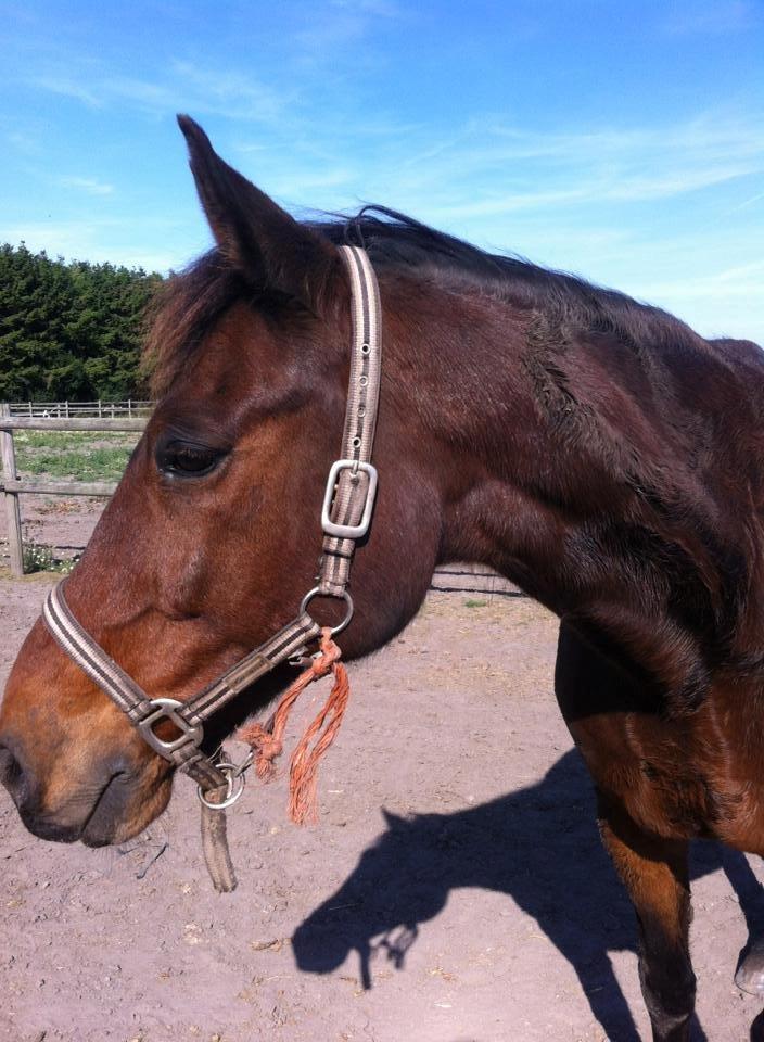 Traver V.G. Ben Shalou - Ude på folden efter en rulletur <3 billede 4