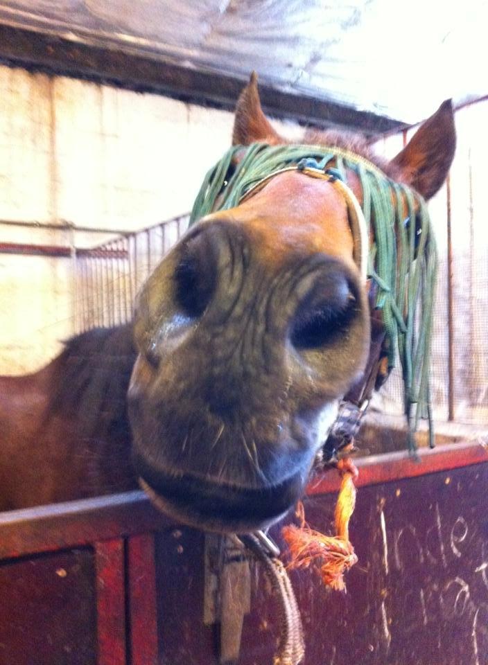 Traver V.G. Ben Shalou - Den dejligste lamahest <3 billede 2