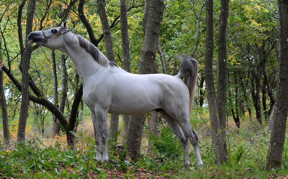 Arabisk fuldblod (OX) TIL MINDE om Gaudeamus - 12 Oktober 2013. Smukke Silver I efterårsvejret :-) billede 44