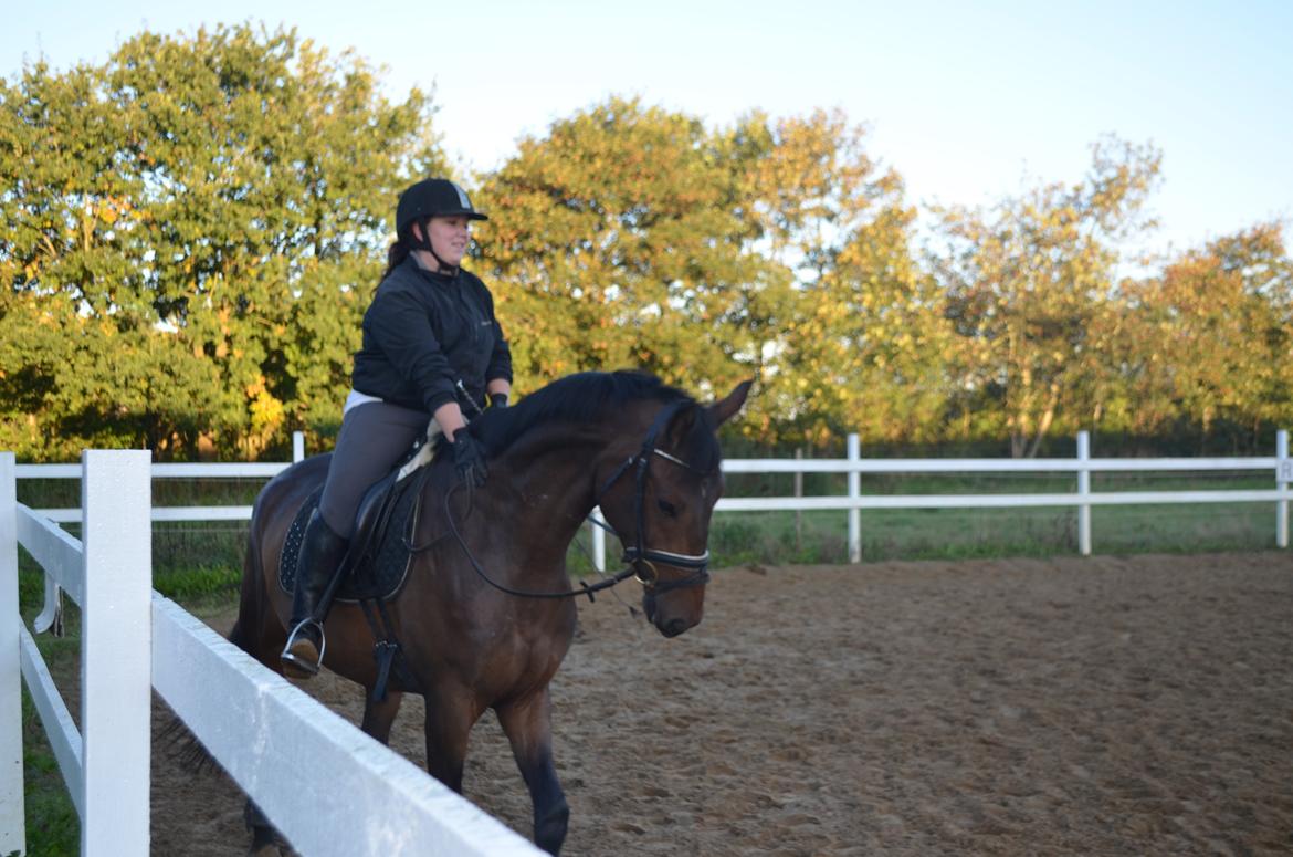 Dansk Varmblod Don Lucifer Di Maltractare billede 5