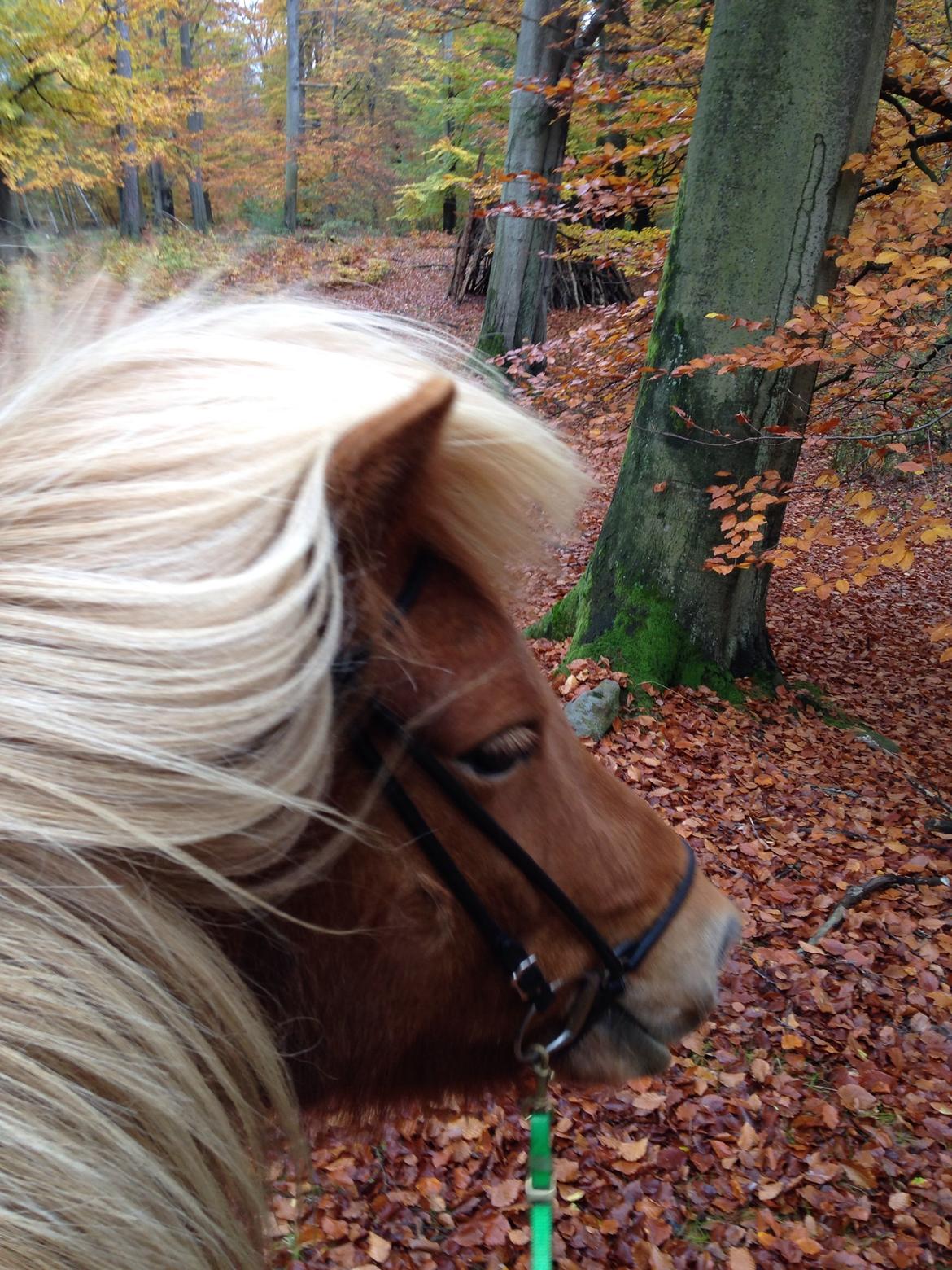 Islænder Vá Fra Arnakke billede 19