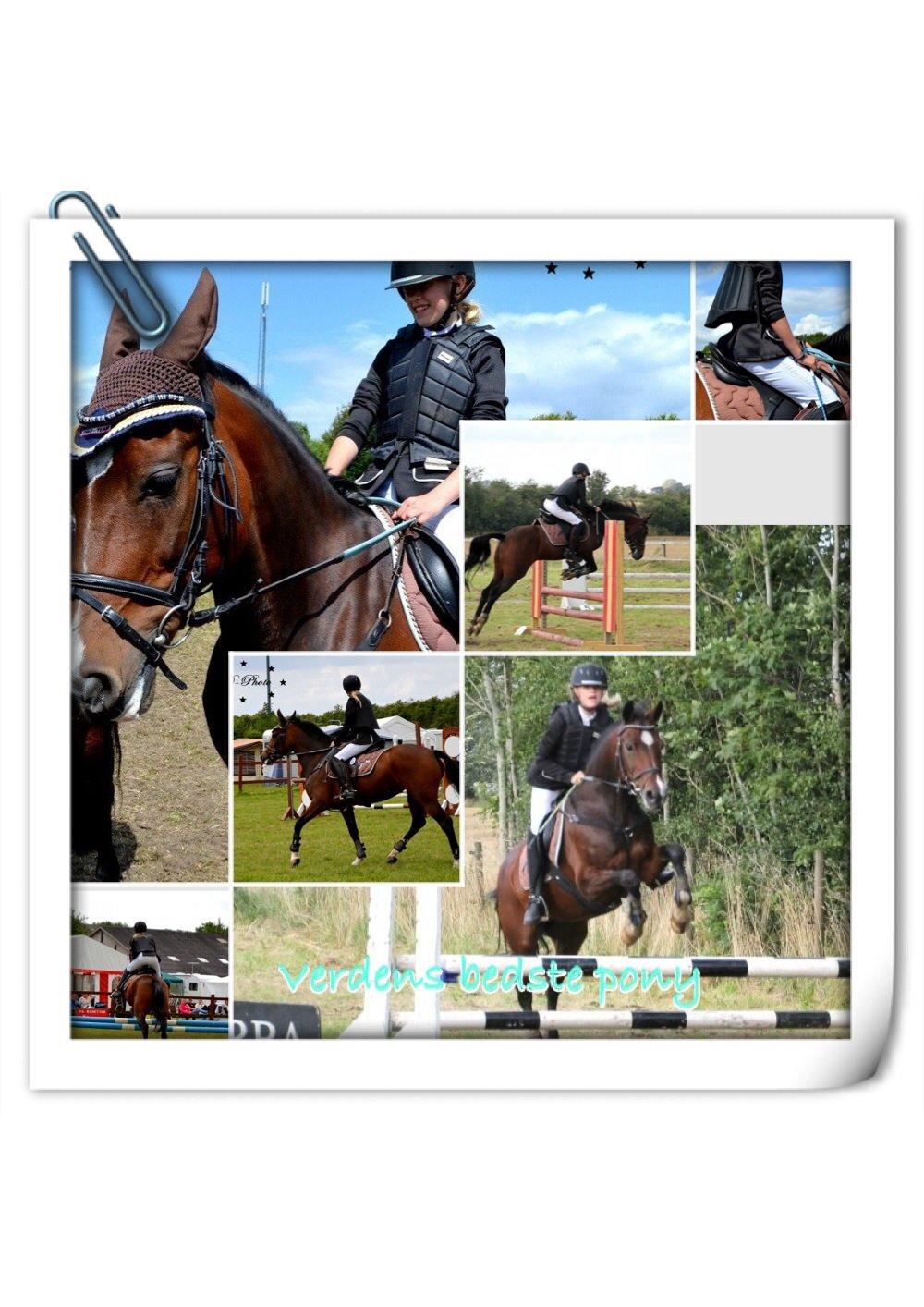 New Forest nicky billede 8