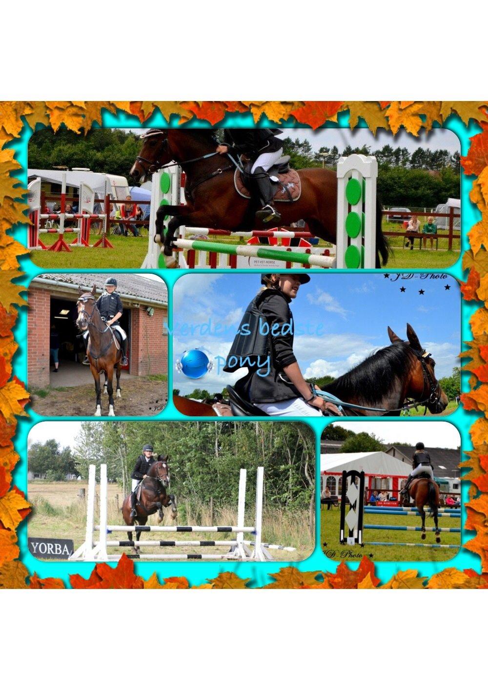 New Forest nicky billede 10