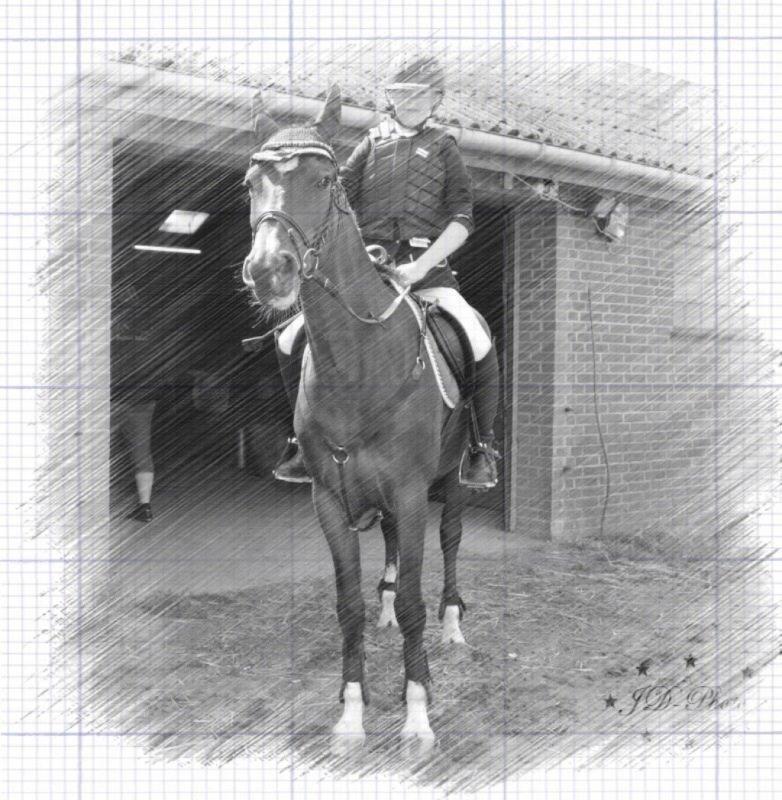 New Forest nicky billede 9