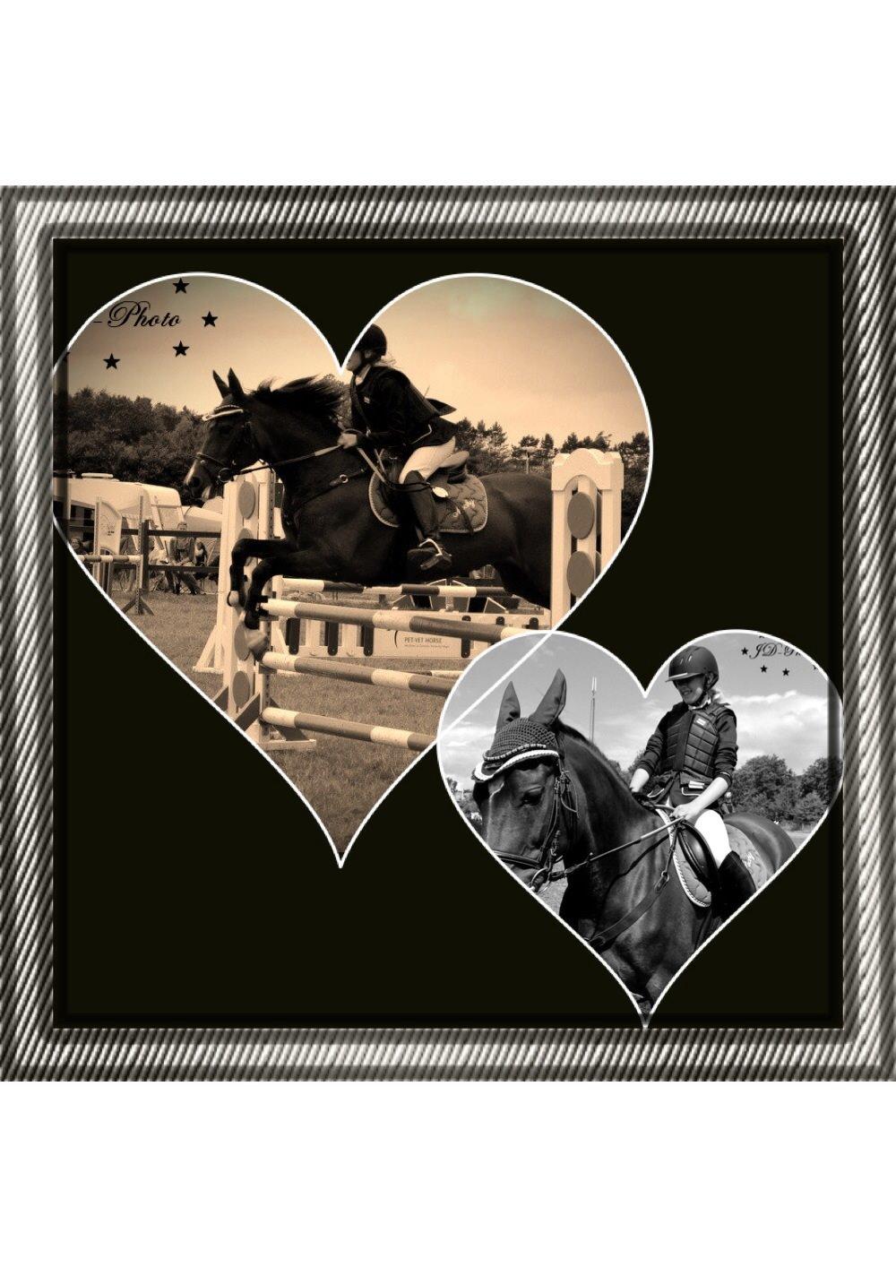 New Forest nicky billede 12