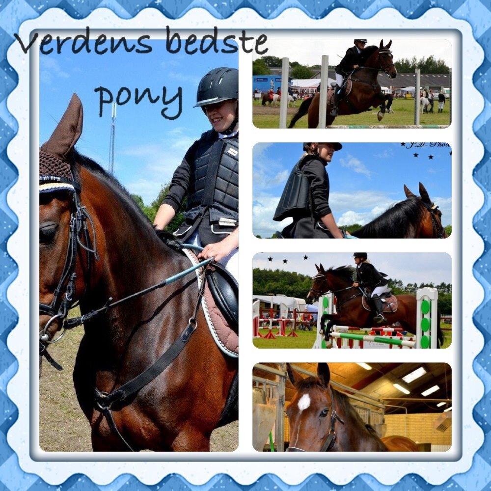 New Forest nicky billede 14