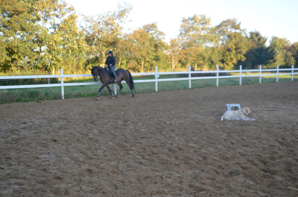 Dansk Varmblod Don Lucifer Di Maltractare billede 11