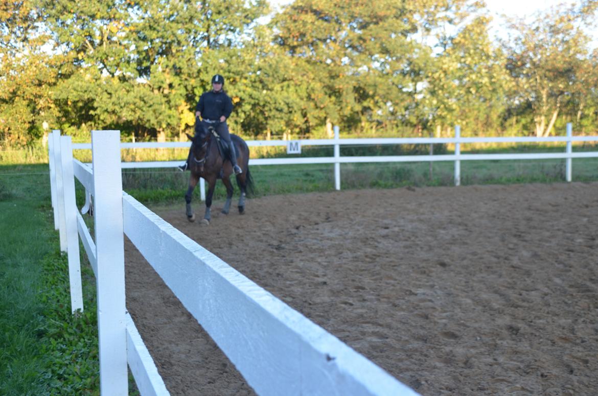 Dansk Varmblod Don Lucifer Di Maltractare billede 12